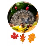 Valgomas paveiksliukas Ežiukas 