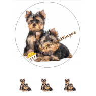 Valgomas paveiksliukas Jorkšyriukai